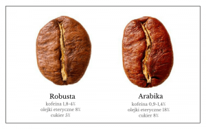 arabika vs robusta roznice